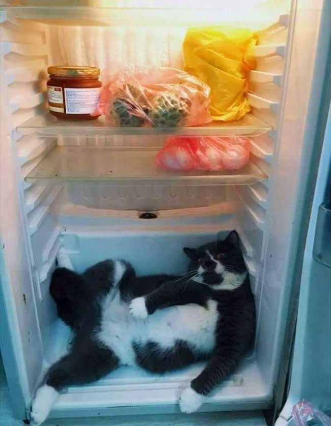 Животные, которые никак не ожидали увидеть хозяина