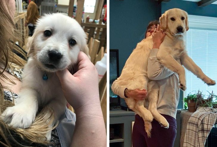 Любителям собакенов: большие собаки созданы для людей с огромным сердцем 