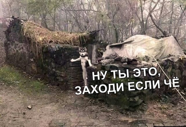 Позитив в смешных картинках Позитив в смешных картинках