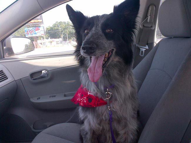 морды спасенных собак, счастливые спасенные собаки, собаки по дороге в новый дом, 