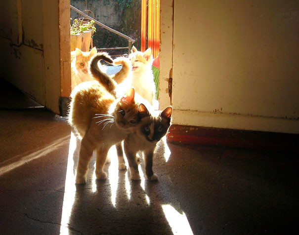 4. Молодожёны и свидетели. котики, коты, кошки, любовь., чувства
