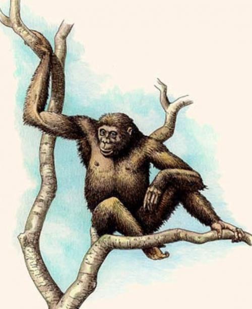 Эволюция человека от обезьяны. 11) Эволюция обезьян.