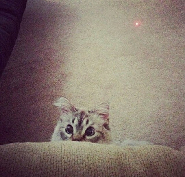 Животные, которые заставят вас улыбаться несмотря ни на что животные