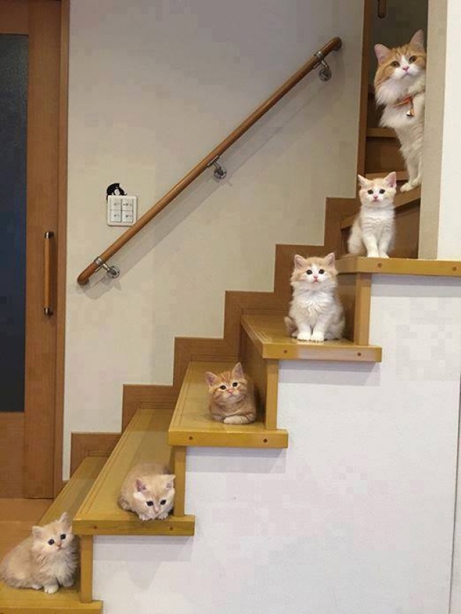 Животные, которые дарят позитив. Только посмотрите!