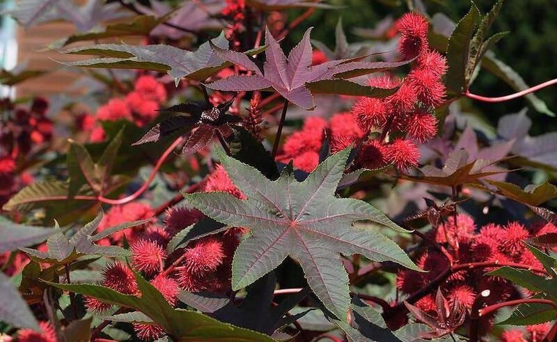 Ужасные раны или многолетнее отравление. Кожно-нарывные ОВ оружие