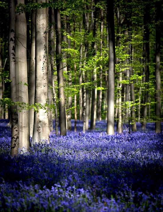 Халлербос – синий лес в Бельгии Халлербос – синий лес в Бельгии Путешествия