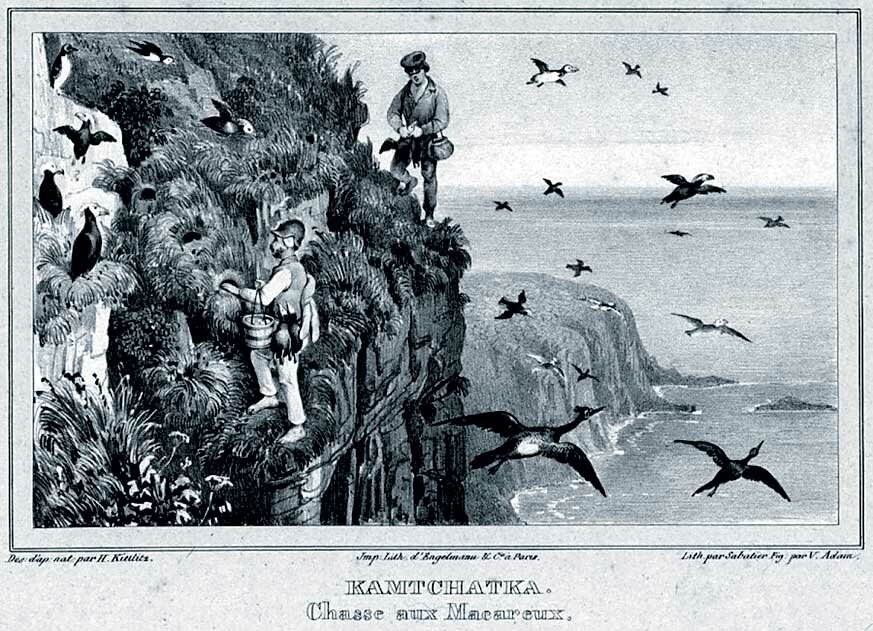 
Камчатка. Охота на тупиков. Гравюра с рисунка Фридриха фон Китлица, сделанного в экспедиции 1826–1829 годов на шлюпе «Сенявин»