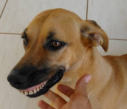 04-dog-wearing-dentures-e1510170146254