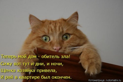 Лучшая котоматрица недели Лучшая котоматрица недели смешные картинки