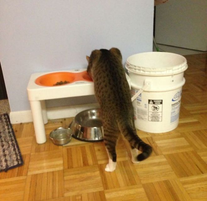 Фотография: Непостижимая кошачья логика: 30 фото, которые точно вас рассмешат №7 - BigPicture.ru
