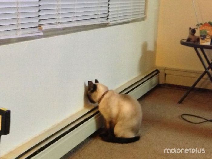 Эти смешные животные Эти смешные животные