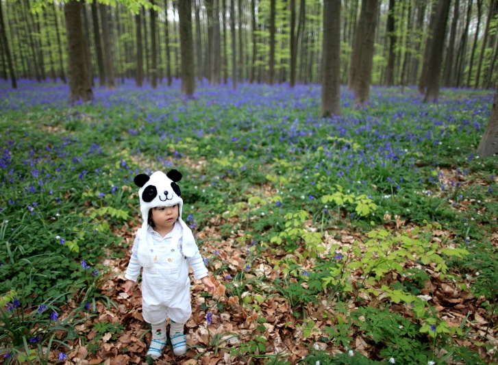 Халлербос – синий лес в Бельгии Халлербос – синий лес в Бельгии Путешествия