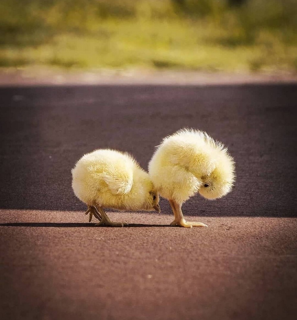 Странное, необычное и смешное... девушки