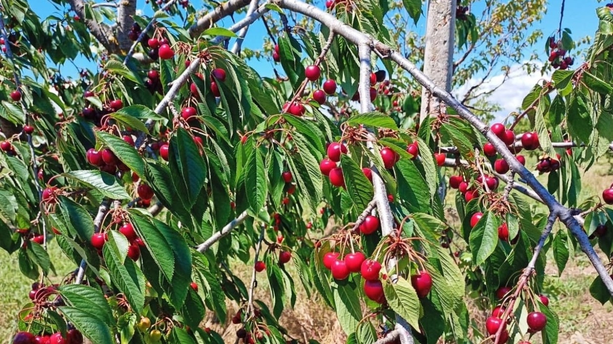 Ликвидаторов последствий подтоплений в Ялте накормили черешней