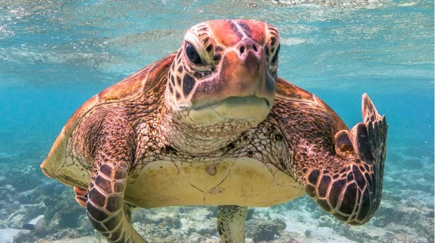 Уморительные обитатели морей и рек: лучшие комичные фото водных животных