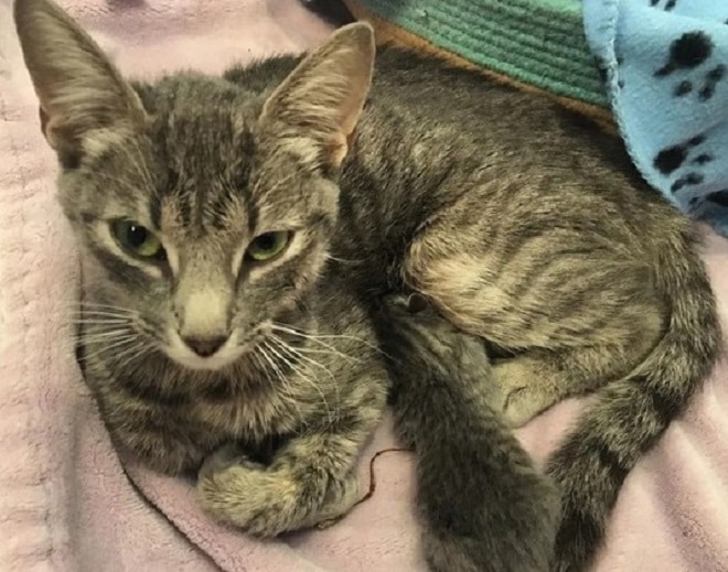 Кошка кормит котенка