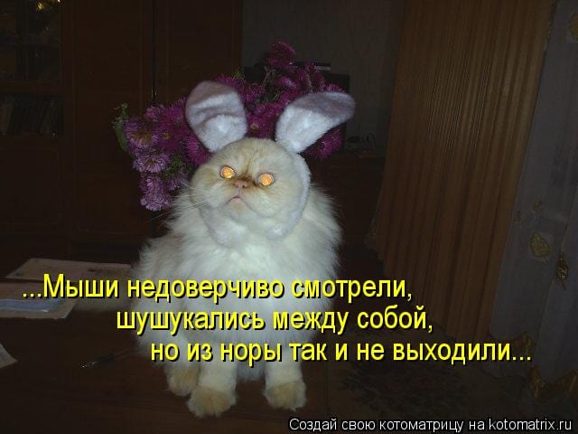 КОТОМЫШИННЫЕ ИСТОРИИ позитив,Смешные животные,юмор