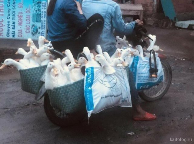 Сегодня – день рождения первого мотоцикла  Марки и модели,мотоциклы,юмор