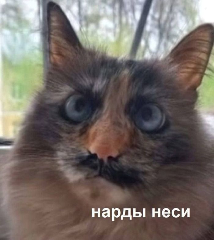 Прикольные картинки с надписями и причины болей в шее Прикольные картинки с надписями и причины болей в шее