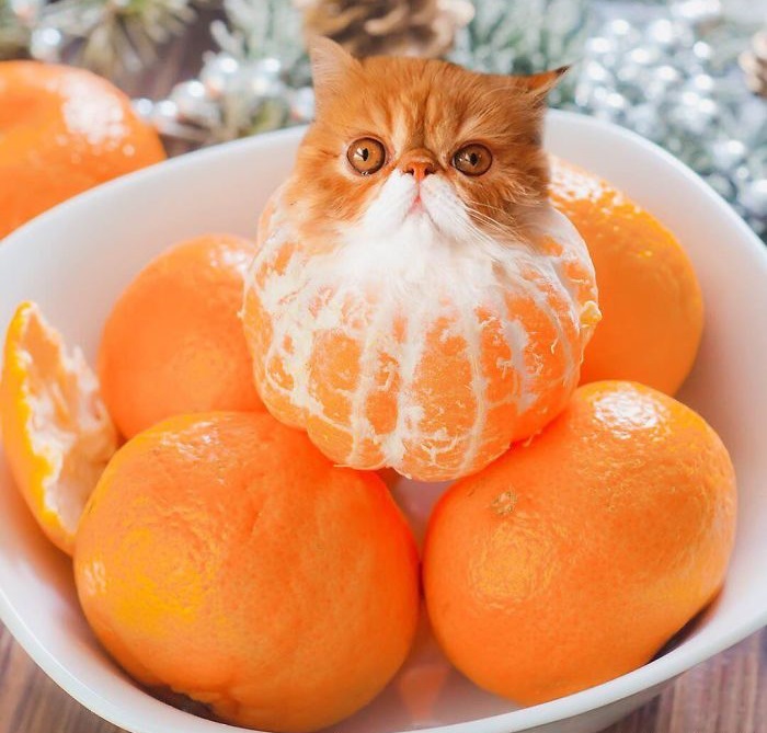 «Коты в еде»: Забавные фотоманипуляций от российской блогерши, покорившие интернет «Коты в еде»: Забавные фотоманипуляций от российской блогерши, покорившие интернет