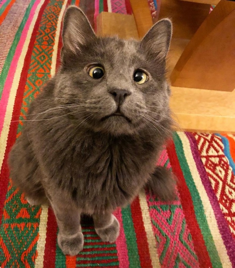 Очаровательный косоглазый кот по кличке Беларус Очаровательный косоглазый кот по кличке Беларус