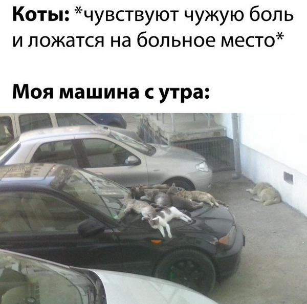 Зверский юмор, КОТОФейный 