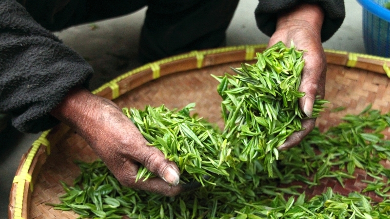 Названы три региона-лидера по сельскохозяйственному рабству в России