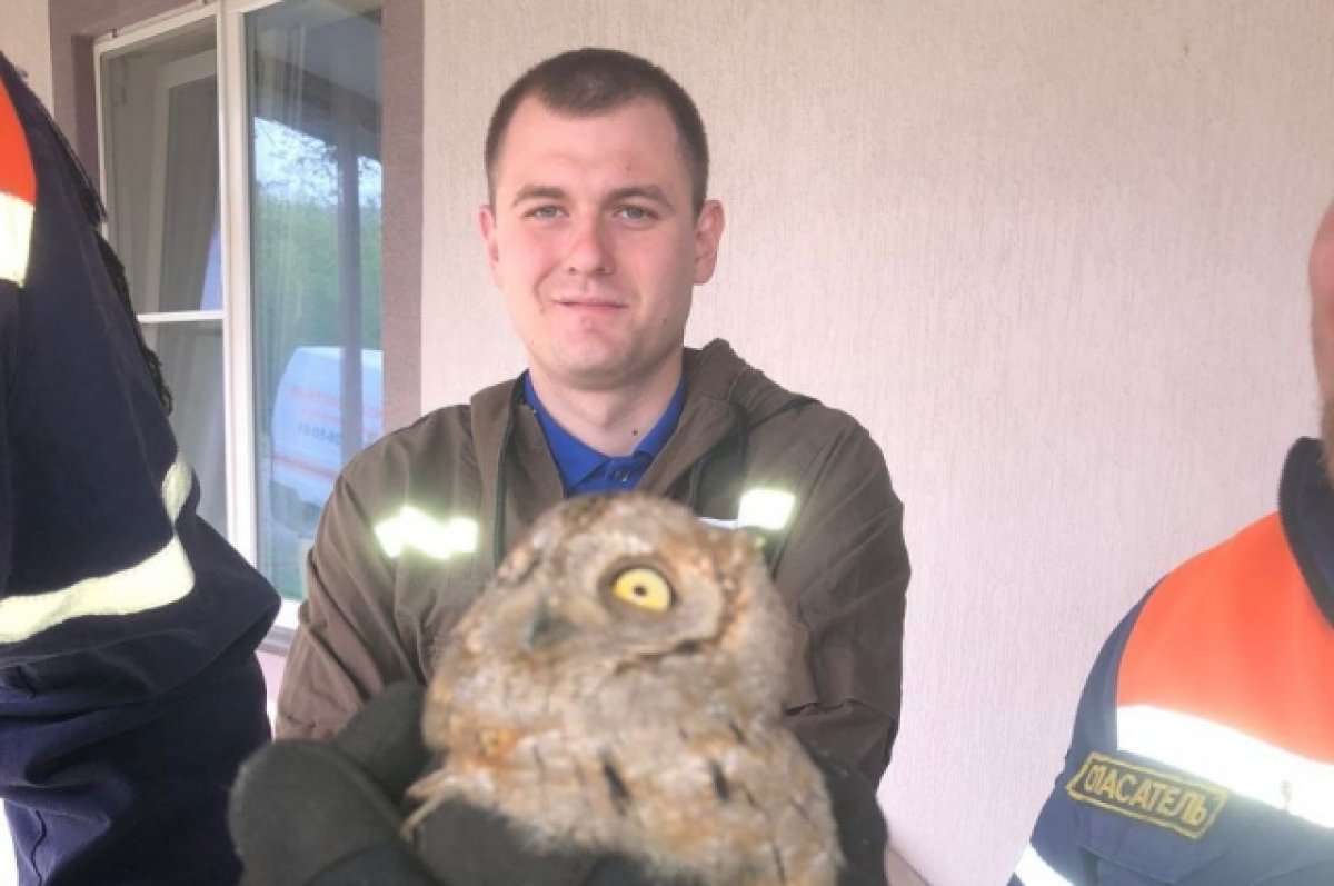 Совенка нашли в вентиляции жилого дома в Новороссийске