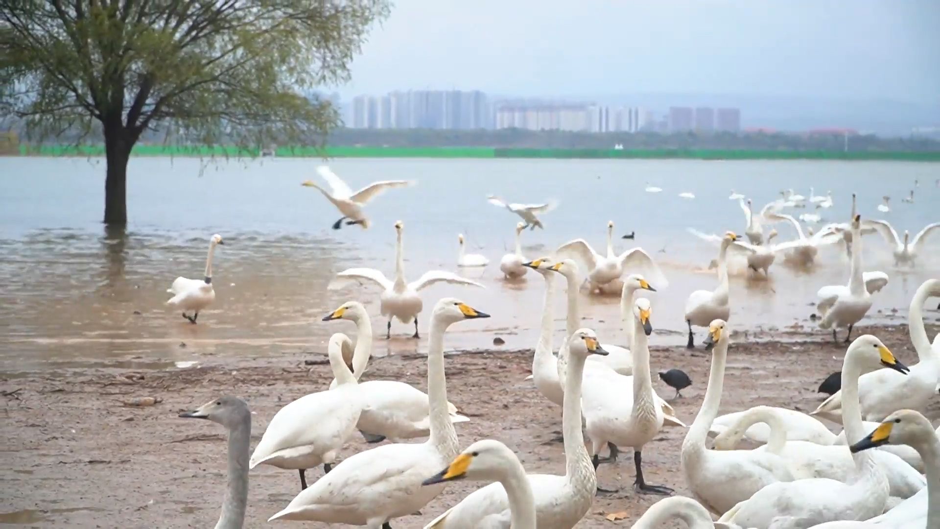 Тысячи сибирских лебедей прилетели зимовать в китайскую провинцию Шаньси Репортажи,ФАН-ТВ
