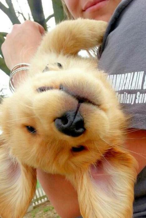 20 забавных фотографий с милейшими щенками породы золотистый ретривер
