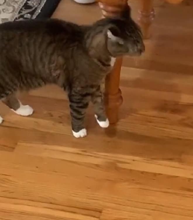 Кошка стоит