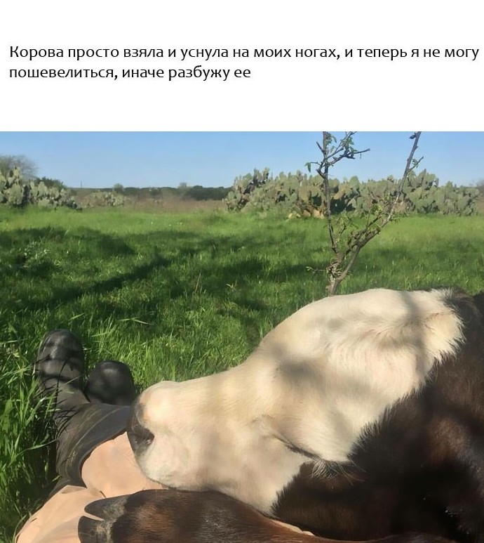 Прикольные животные, которые поднимут вам настроение животные, настроение., позитив, фото