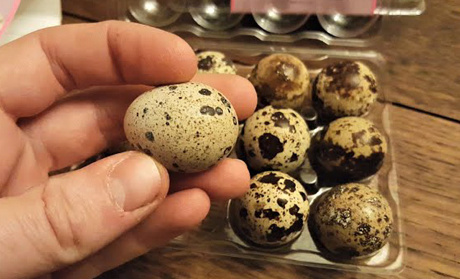 Мужчина купил пачку яиц в магазине и попробовал вывести из них перепелов: видео