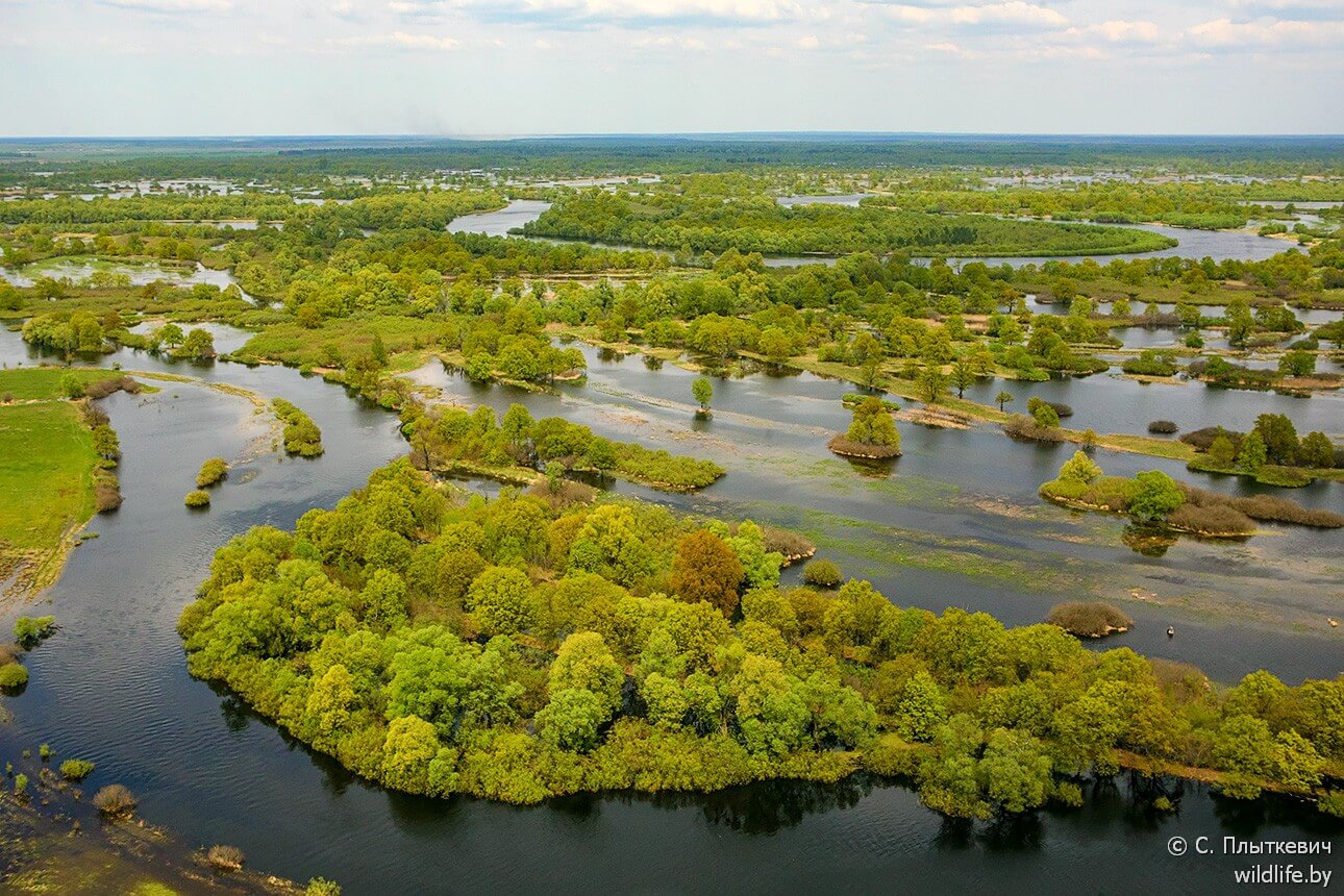 Белорусская «Амазония» удивила иностранцев заграница,путешествие,туризм