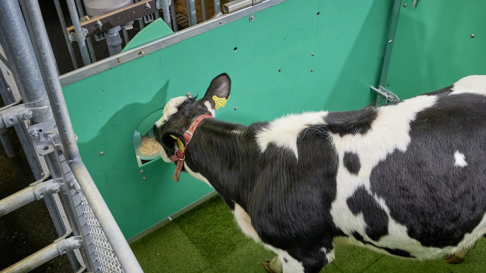 Коров в Германии учат ходить в туалет. Это поможет снизить парниковый эффект животные,Истории из жизни