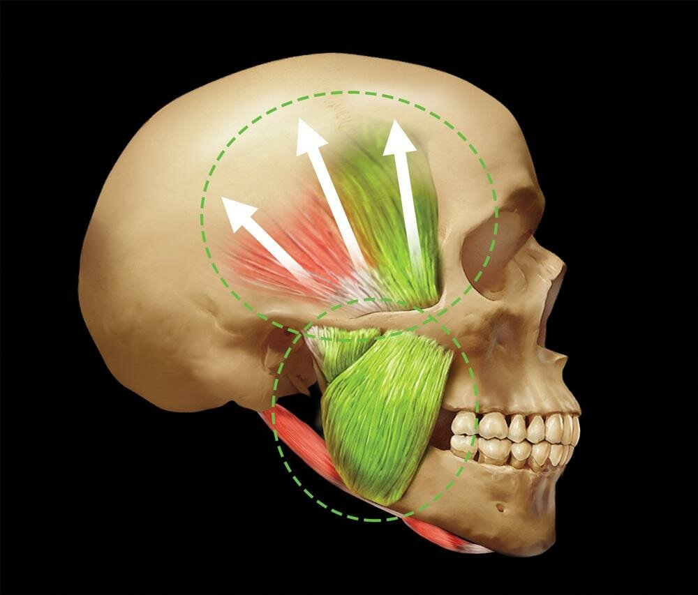 Крыловидная мышца челюсти фото