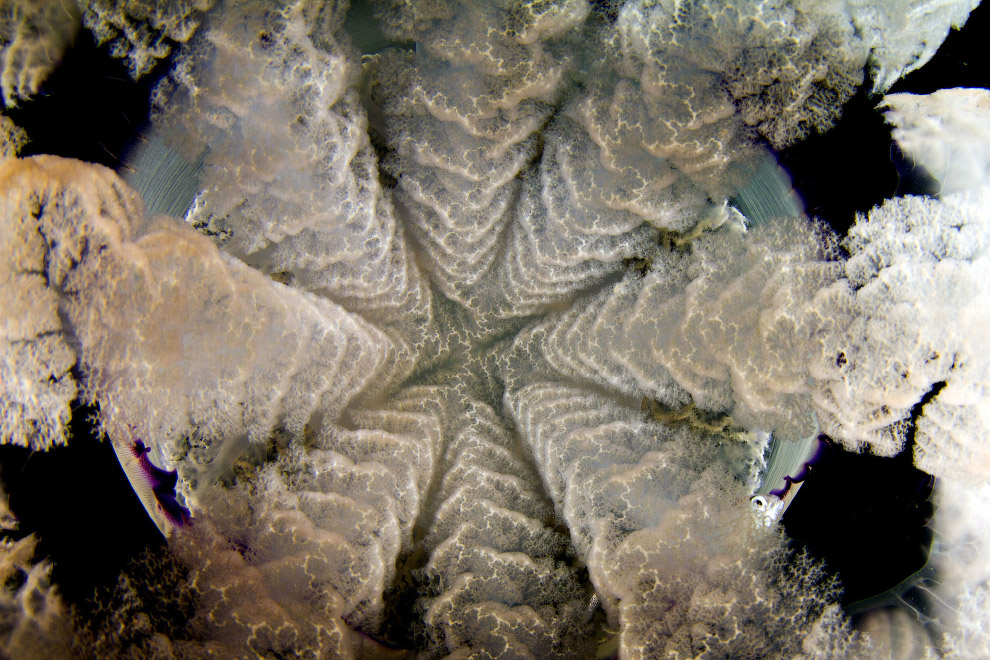 Медузы в объективе испанского фотографа Медузы в объективе испанского фотографа