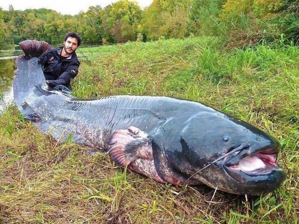 Самый большой сом. Самая большая рыба сом. Самый большой пойманный сом.