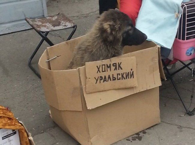 Забавные фото и веселые картинки с надписями со смыслом Забавные фото и веселые картинки с надписями со смыслом картинки с надписями,красивые фотографии,смешные комментарии,шикарные фотографии