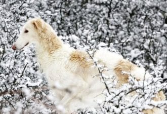 Рожденная бегать