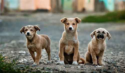 translate what dogs are thinking