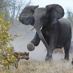 Живая природа: зачем слону нужен хобот?