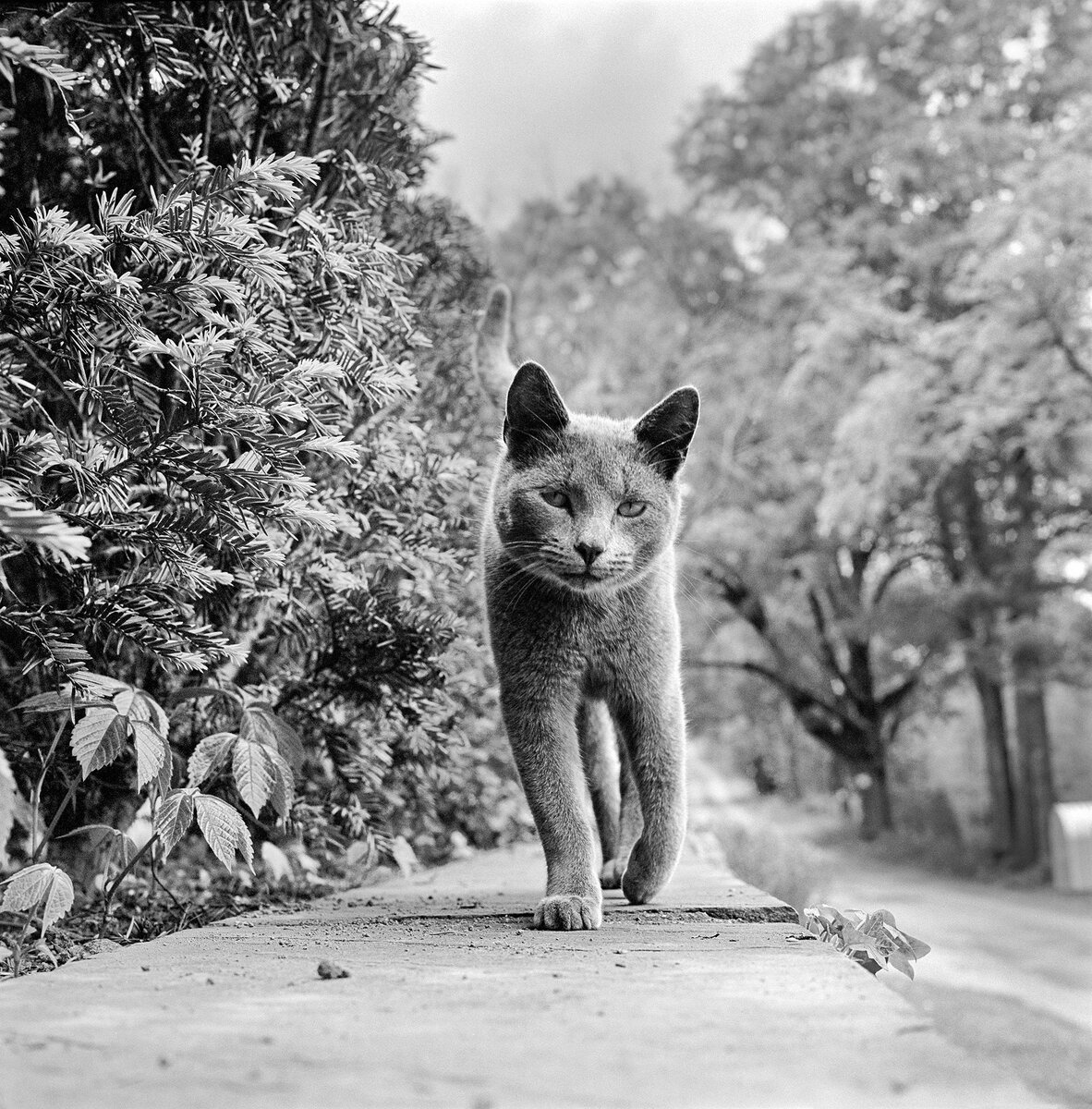 Секрет улыбающегося котенка (1955) и еще 7 классных кадров от фотографа, который 70 лет снимал кошек Уолтер, всегда, студии, снимки, Мария, помогала, сделал, Многие, кошку, охотно, фотографы, очень, способны, сделан, котенка, Шандох, несколько, получилось, делал, Марии