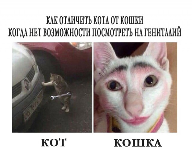 Зверский юмор, КОТОФейный 