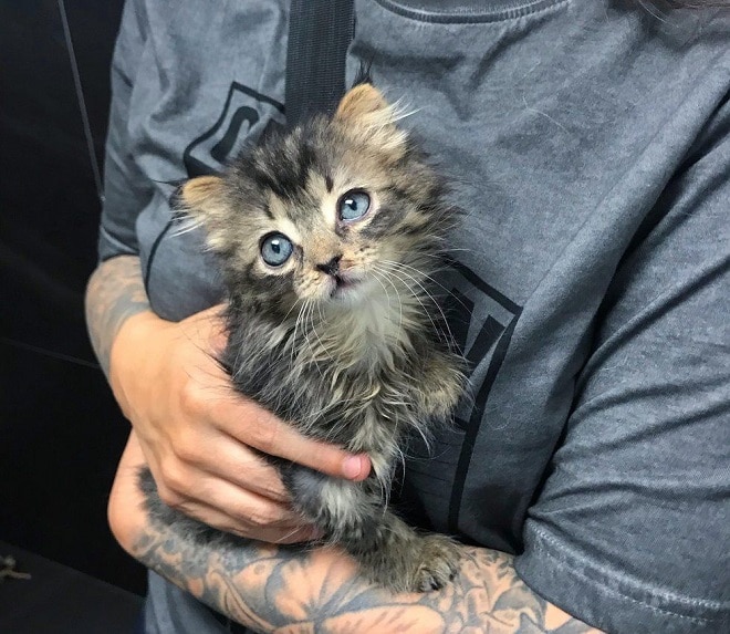 Котенок в руках