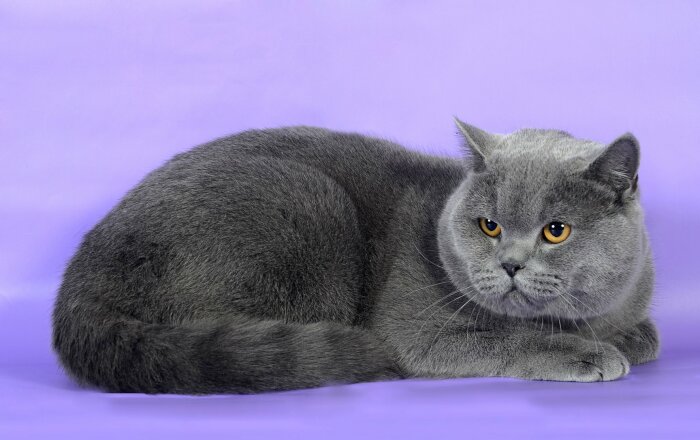 10 «недостатков» британских кошек, о которых часто умалчивают заводчики 10 «недостатков» британских кошек, о которых часто умалчивают заводчики домашние животные,наши любимцы