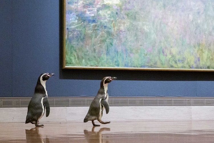 Пингвины из канзасского зоопарка отправились на экскурсию в художественный музей