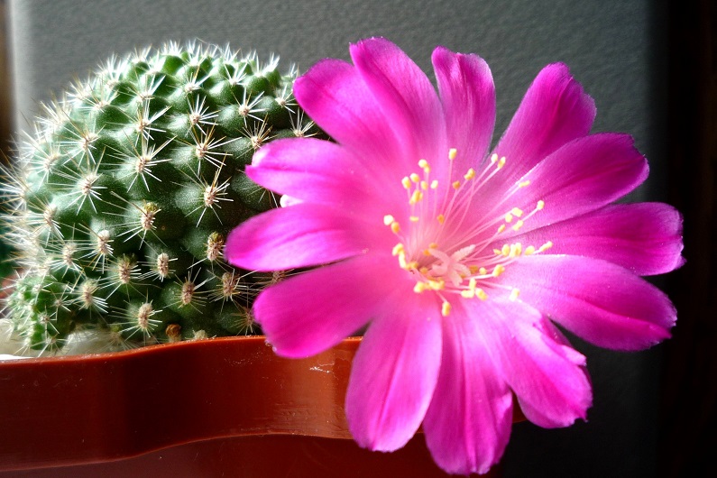 Фото Цветок кактуса, более 83 качественных бесплатных стоковых фото