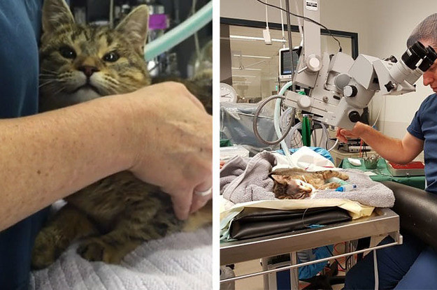 Сложнейшая операция спасла жизни двух шестимесячных котят ветеринары, животные, котята, спасение жизни
