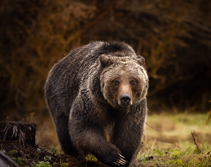 Медведь гризли шагает через канаву. Снято в Вайоминге.